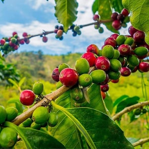 10 Coffee arabica Seeds – Tropical Coffee Bean Plant – Indoor House Plant or Outdoor Tree – Heirloom Arabica Coffee Seeds