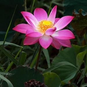 10 Lotus Flower Seeds – Nelumbo nucifera – Edible Aquatic Perennial Water Lily – Pond Bloom Plant – Hardy Tropical Water Garden