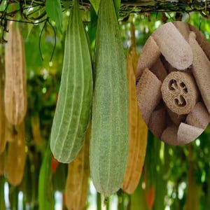 5 Seeds | Giant Luffa Seeds, Big Loofah Sponge Gourd, Heirloom Vegetable Vine, Natural Garden Sponges, Easy to Grow Climbing Plant G900