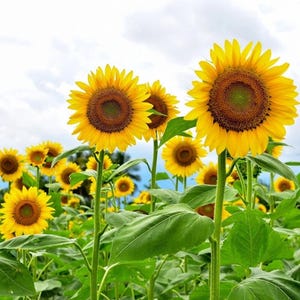 Giant Sunflower Seeds for Planting, Tall Heirloom Yellow Sunflowers, Easy Grow Summer Flower, Pollinator Friendly, Great For Kids & Gardens