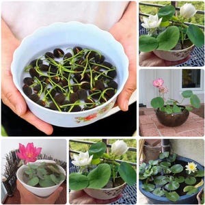 50 Seeds | Bowl Lotus Seeds, Mini Lotus Flower Seeds, Rare Aquatic Perennial Blooms for Ponds & Containers, Easy Grow Water Plants D955