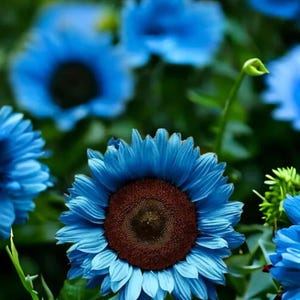 35 Seeds – Rare Blue Sunflower Seeds – Unique Garden Bloom – Vibrant Unusual Color – Eye-Catching Annual – Easy to Grow – Pollinator Magnet
