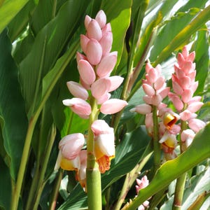 5 Seeds | Malacca Ginger Seeds, Rare Alpinia Malaccensis, Tropical Perennial Herb Plant, Exotic Spice Garden, Culinary Herb Seeds