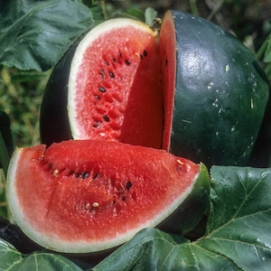 25+ Seeds | Sugar Baby Watermelon Seeds, Small Sweet Heirloom Melons for Home Garden, Compact Vine Fruit for Summer Harvest