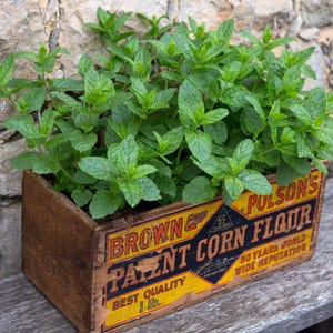 100+ Seeds | Peppermint Seeds for Planting, Heirloom Non-GMO Herb Seeds, Fragrant Medicinal Mint, Perennial Garden Plant USA