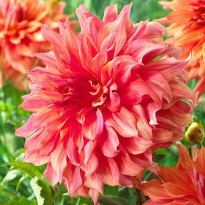 40+ Seeds | Giant Dinnerplate Dahlia Belle Seeds – Huge Blush-Pink Blooms – Perennial Cut Flower – Showy Summer Garden Favorite