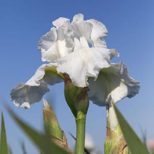 2 Tall Bearded Iris RHIZOMES– White Blooms – Perennial Flowering Bulbs – Hardy Garden Plants – Spring Summer Border Flowers