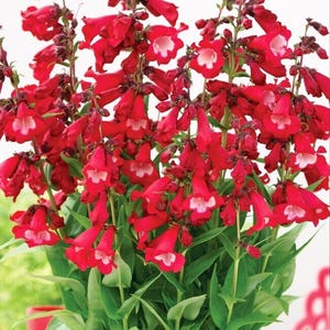 250 Penstemon Eatons Red Seeds – Hummingbird Flower, Perennial Wildflower, Drought Tolerant Garden Plant