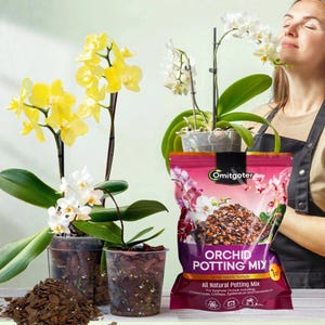 Orchid Potting Mix 1QT, Premium Bark Soil for Repotting Phalaenopsis, Dendrobium, Cattleya & Other Orchids, Indoor Orchid Soil Blend