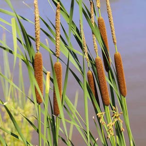 100+ Seeds | Cattails Bull Rush Seeds, Hardy Water Garden Plants for Ponds & Wetlands, Ornamental Grass for Wildlife Habitat, Landscaping