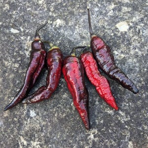 10 Seeds | Blood Ghost Pepper Seeds, Super Hot Heirloom Chili, Bhut Jolokia Variety, Rare Red Marbled Pods, Spicy Garden Seeds USA