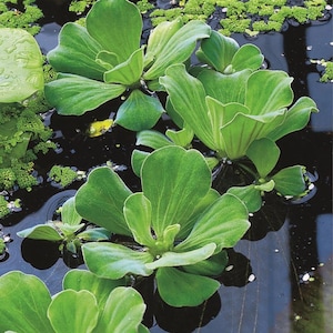 Water Lettuce Aquatic Pond Plant, Floating Green Rosette for Water Gardens Koi Ponds, Natural Looking Pond Decoration Shade Cover O820