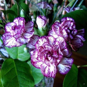 30 Seeds | Bicolor Dark Pink Carnation Seeds | Mini Dianthus for Cut Flowers, Garden Edging, Heirloom Bloom, Fragrant Blooms, Easy to Grow