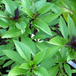 1500 Seeds | Thai Basil Seeds, Heirloom Asian Culinary Herb, Sweet Aromatic Garden Basil, Easy to Grow, Containers & Kitchen Gardens #243