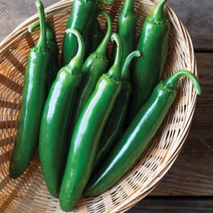 50 Seeds | Serrano Pepper Seeds, Heirloom Hot Chili for Spicy Garden Harvests, Compact Pepper Plant for Containers & Outdoor Beds
