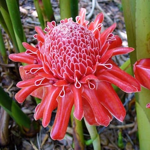 10 Seeds | Red Torch Ginger Seeds, Exotic Etlingera Elatior, Tropical Perennial Plant, Rare Ornamental Flower Seeds, Unique Garden Herb