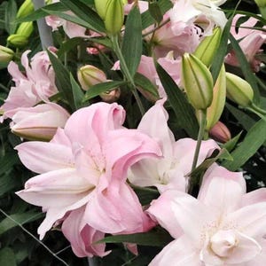 5 Oriental Lily Flower Bulbs – Mixed Double Bloom Lilies in Pink & White – Fragrant Hardy Perennial Bulbs for Summer Gardens