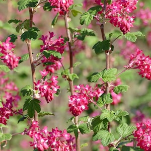10 Seeds | Red Flowering Currant Shrub Seeds, Ribes sanguineum, Hardy Ornamental Bush, Pollinator Plant, Easy Garden Shrub USA