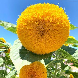 50+ Double Tall Teddy Bear Sunflower Seeds, Natural Heirloom, Fluffy Double Blooms for Garden, Tall Garden Showstopper, Pollinator Friendly