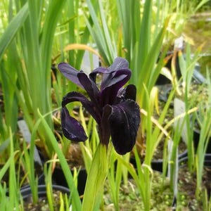 30 Seeds | Siberian Iris Flower Seeds, Perennial Blooms for Cottage Garden Borders, Pollinator-Friendly Heirloom Seeds for Landscaping