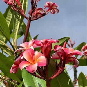 Pink Plumeria Cutting 10” | Fresh Unrooted Starter Single Head, Tropical Frangipani Plant Cutting for Garden or Patio Growing