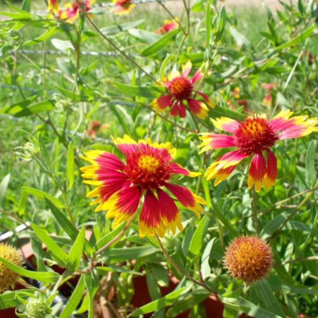 20 Seeds | Gaillardia Pulchella Indian Blanket Seeds, Blanket Flower ...
