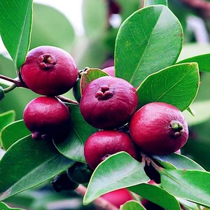 20 Seeds |Strawberry Guava Tree Seeds | Psidium Cattleyanum Tropical Fruit | Sweet Red Guava Plant for Patio, Garden, or Indoor Container