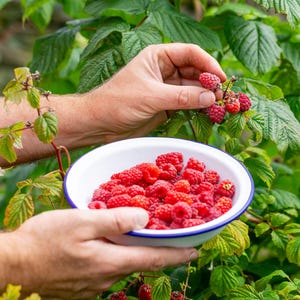 750 Seeds | Raspberry Plant Seeds, Rare Heirloom Berry Seeds, Hardy Perennial Garden Plant, Easy Grow Ornamental Shrub D289