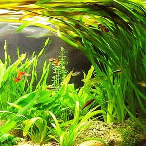 Jungle Vallisneria Americana Live Aquarium Plant | Freshwater Background Plant | Easy to Grow Aquascaping Grass for Fish Tanks