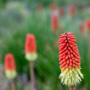 25 Seeds | Red Torch Lily Seeds, Hot Poker Flower Seeds, Perennial Kniphofia Blooms, Drought Tolerant Garden Flowers for Borders S702
