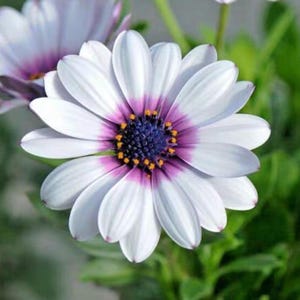 101+ White Cape Daisy Flower Seeds – African Cape Marigold – Drought Tolerant Wildflower – Long Blooming Garden Plant