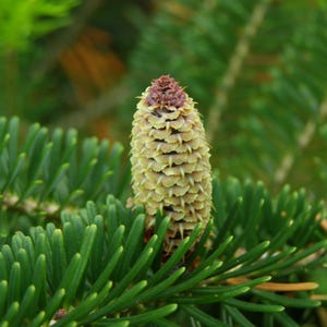 30 Seeds | Fraser Fir Tree Seeds, Cold Hardy Evergreen for Christmas Tree Growing, Heirloom Conifer Seeds for Backyard Woodland Garden