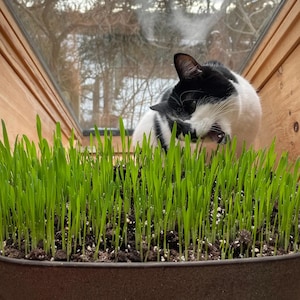 5000 Seeds | Cat Grass Seeds, Organic Wheatgrass Oat Barley Rye Mix, Indoor Pet Grass, Natural Cat Grass, Easy Grow Pet Safe Seeds | A547