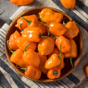 20 Seeds | Orange Habanero Pepper Seeds, Extra Hot Chili Peppers, Non-GMO, Spicy Garden Peppers for Cooking & Summer Harvest H868