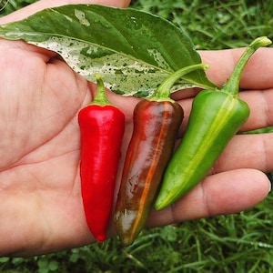 Fish Pepper Seeds – Medium Hot Heirloom Chili, Rare Variegated Pepper Plant, Spicy Vegetable Garden Seeds