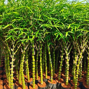 50 Seeds | Buddha Belly Bamboo Seeds | Unique Swollen Node Ornamental Bamboo | Fast Growing Exotic Garden or Patio Plant