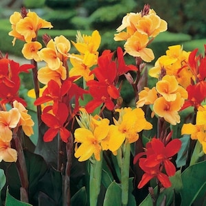 3 Bulbs | Canna Lily Mixed Flower Bulbs, Pink Red Orange Yellow Blooms, Easy To Grow Tall Perennial Plant For Garden & Landscape