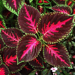 25 Rekwiat Coleus Rainbow Seeds – Colorful Solenostemon scutellarioides Variety, Vibrant Shade-Loving Foliage for Pots, Borders, Garden Beds