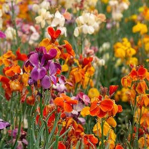 500 Wallflower English Mix Seeds – Fragrant Perennial Flowers, Colorful Garden Blooms, Cottage Garden Flower Seeds