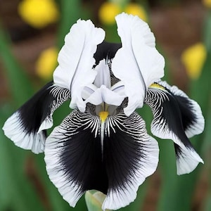 35 Seeds | Black & White Iris Flower Seeds, Rare Perennial Blooms for Cottage Garden Borders, Heirloom Pollinator-Friendly Garden Seeds