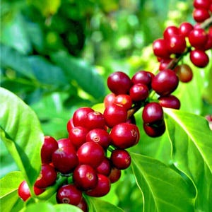 10 Coffee arabica Seeds – Tropical Coffee Bean Plant – Indoor House Plant or Outdoor Tree – Heirloom Arabica Coffee Seeds