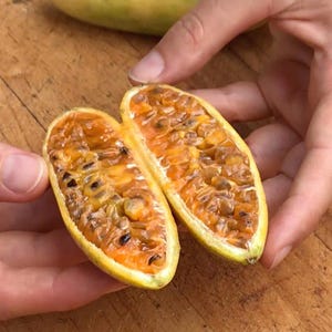 10 Banana Passionfruit Seeds | Passiflora mollissima – Rare Tropical Vine, Edible Fruit Pink Flowers Exotic Garden Climber for Warm Climates