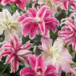 5 Bulbs | Oriental Lily Flower Bulbs, Double Bloom Pink White Mix, Fragrant Summer Perennials, Easy to Grow Garden Lilies