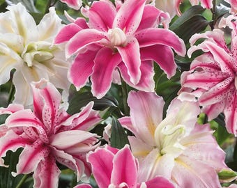 【Lily】 thumb_1AEFE20A781440B9800A1090