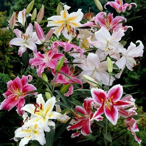 12 Bulbs | Lilium Oriental Lily Fragrant Mix, Easy to Grow Summer Flower Bulbs, Perennial Garden Plants, Vibrant Blooming Lilies