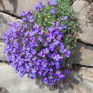 500 Seeds | Aubrieta Whitewell Gem Seeds, Purple Rock Cress Groundcover, Creeping Perennial Flowers for Rock Gardens, Borders & Walls K336