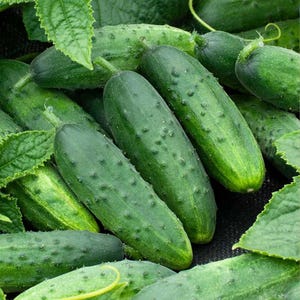 16.000 Seeds | Spacemaster Cucumber Seeds, Heirloom Non-GMO Vegetable, Compact Bush Variety, Easy Grow Garden Cucumbers Q793