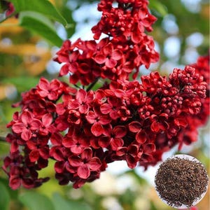 25 Red Lilac Seeds – Special Syringa vulgaris Variety with Red-Tinted Blooms, Fragrant Flowering Tree for Spring Gardens and Hedges