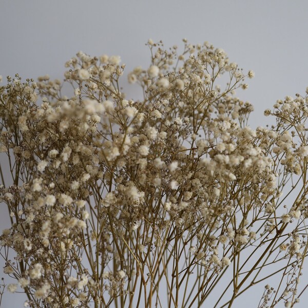 Gypsophile stabilisé, Bouquet de fleurs séchées, fleurs stabilisée