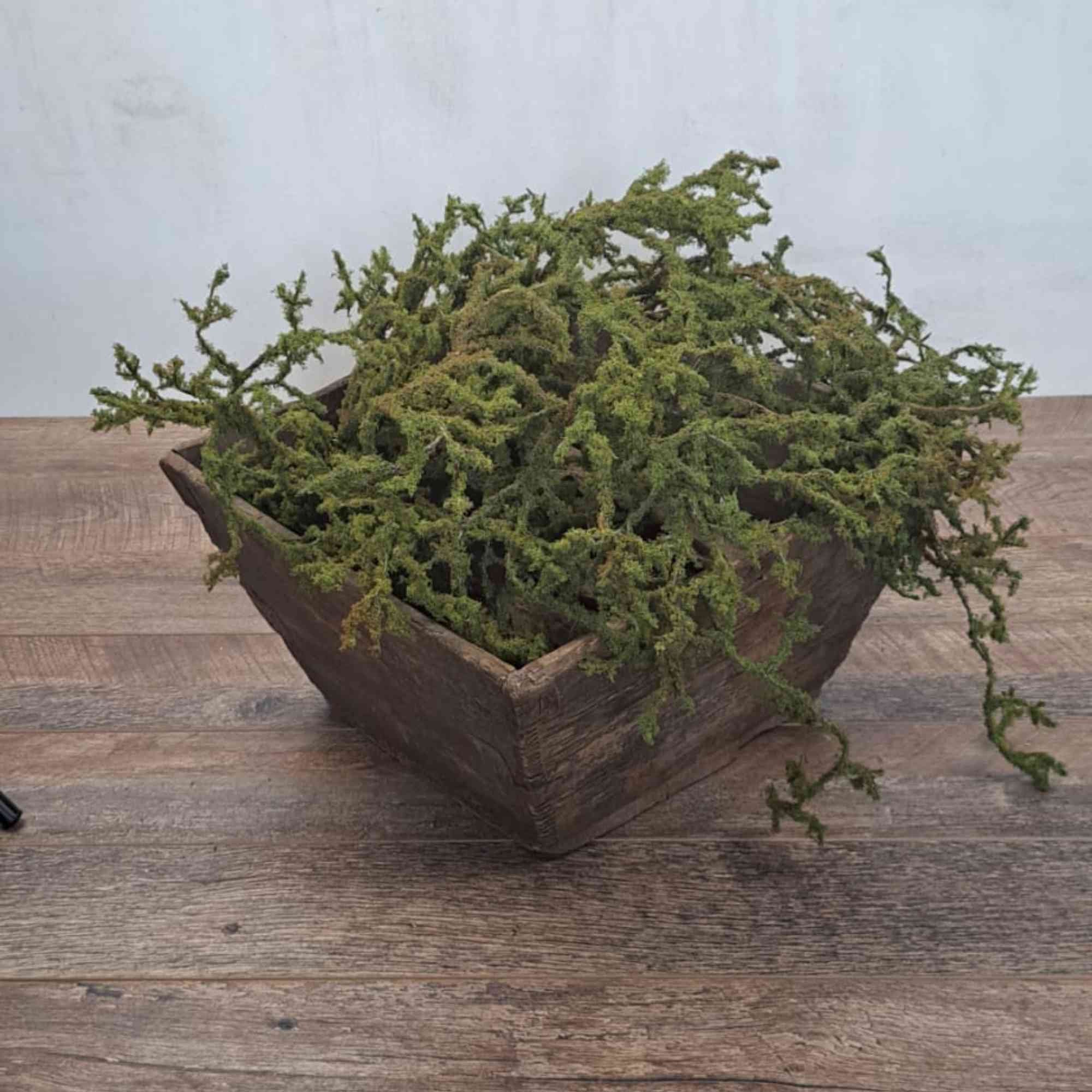 Preserved Green Moss Pcs Dried Plants Pressed Moss Green Resin